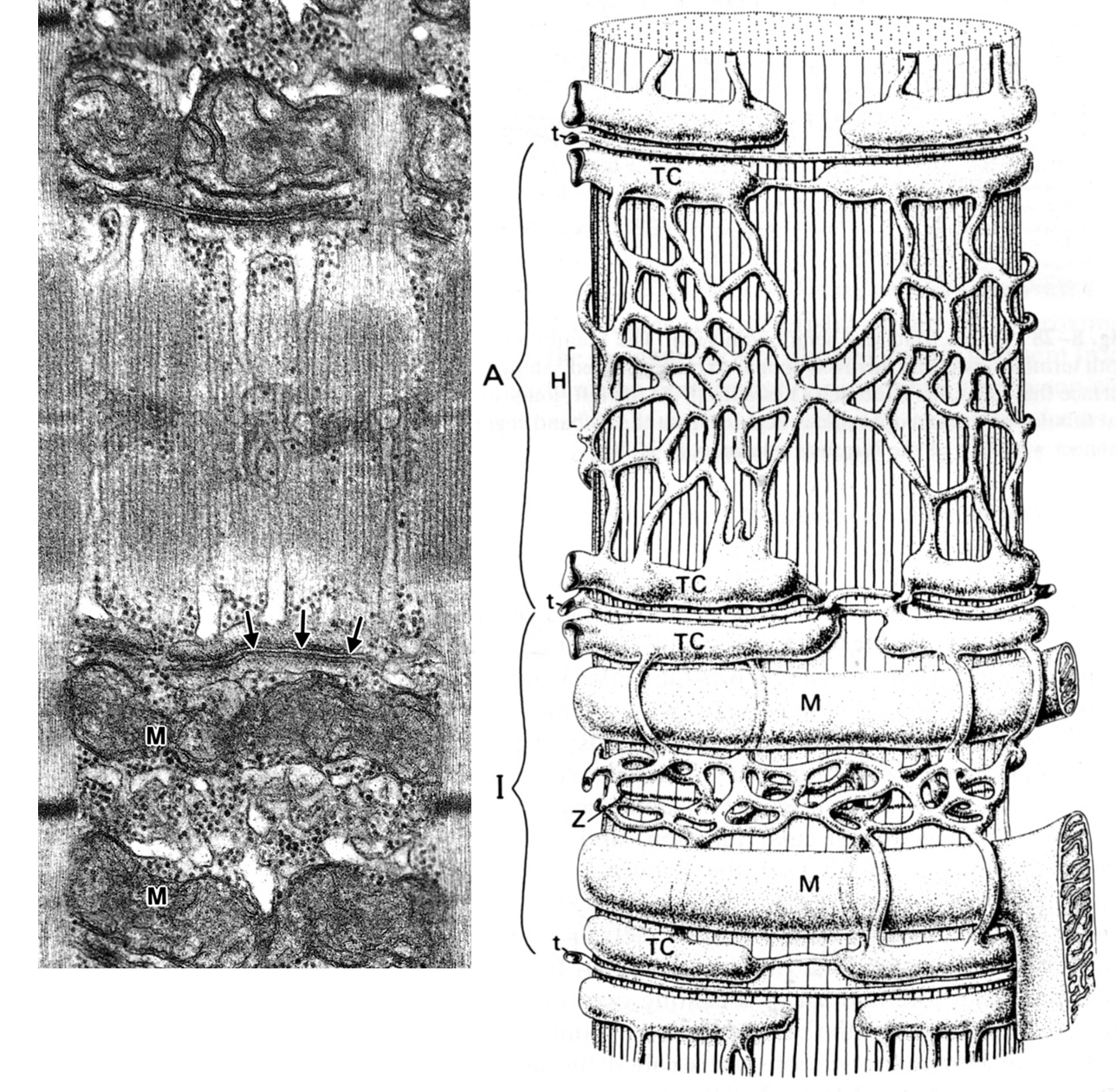 Sarcomere of skeletal muscle (mammalian): TEM and diagram