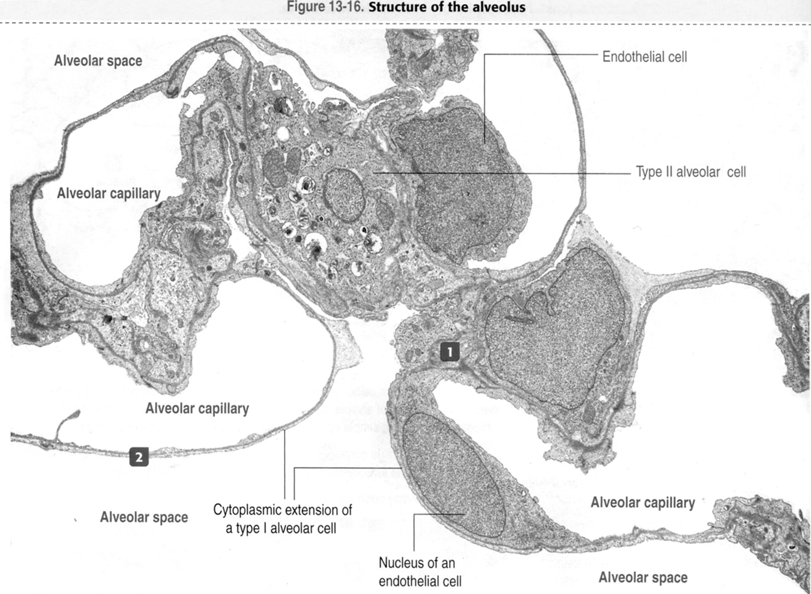 Alveolus