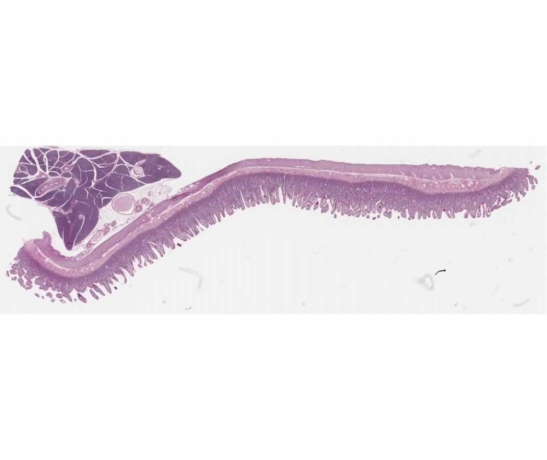 #101a Small Intestine.  Guinea Pig (PAS and hematoxylin)  