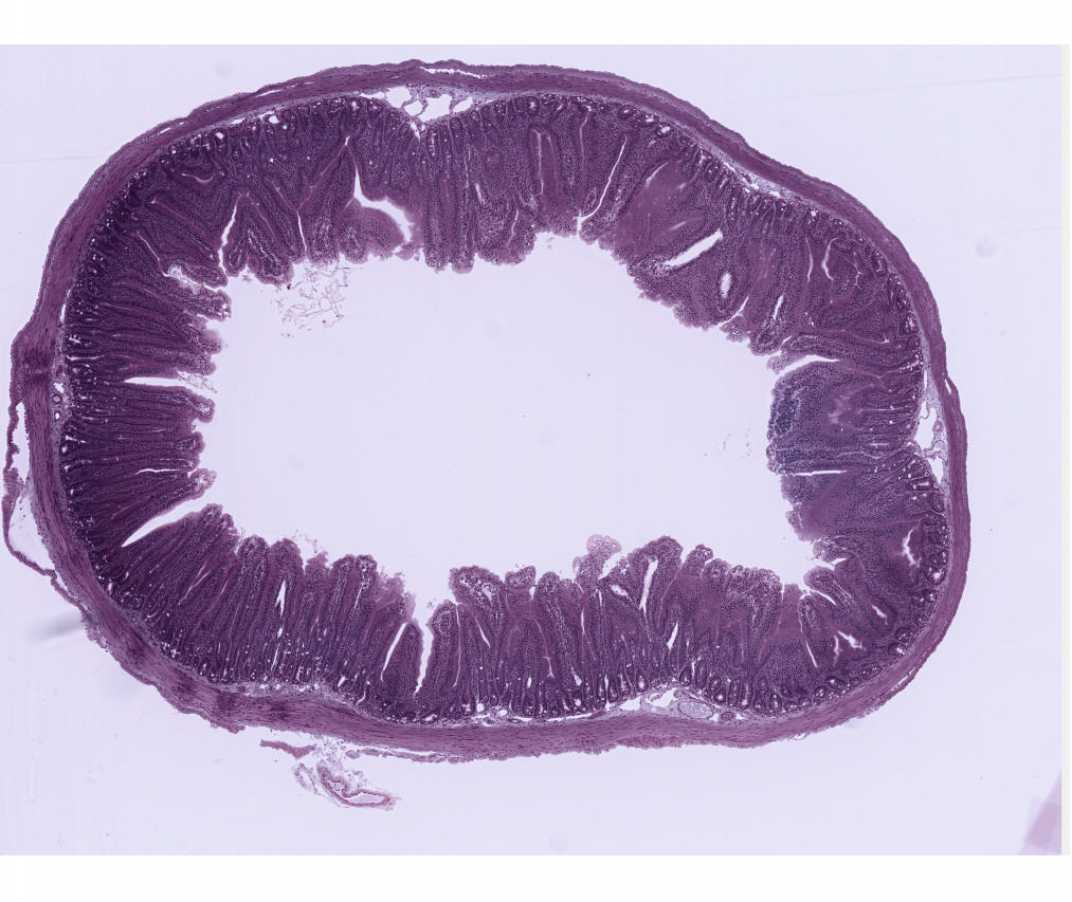 #102 Guinea pig small intestine (Bodian/silver) 