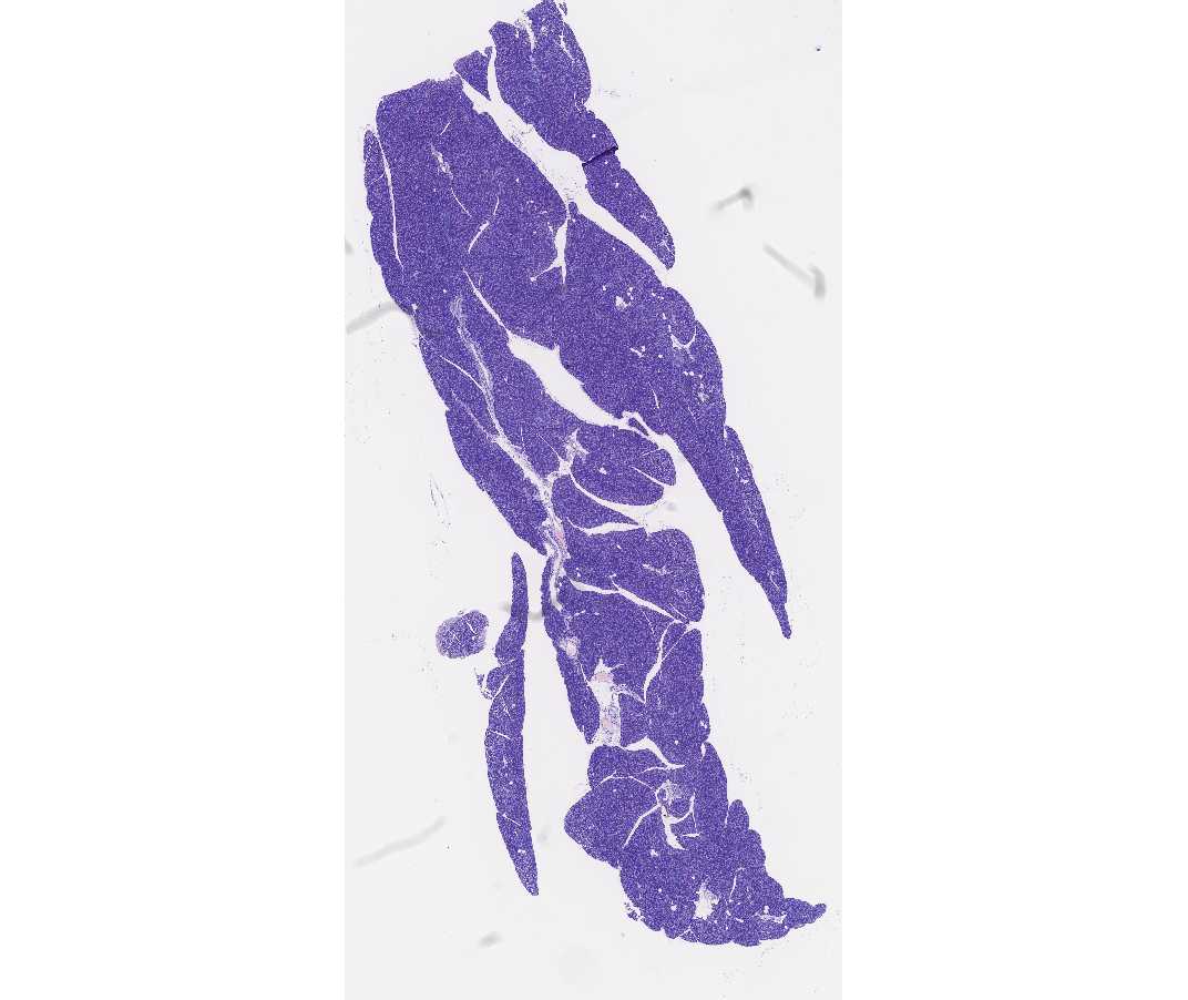 #107 Pancreas, guinea pig, acid fuchsin, toluidine blue